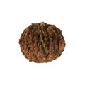 Black walnut closeup isolated on white background