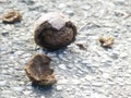 Black Walnut Drupe Cracked Open and Lying on the Pavement