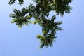 Black Walnut Foliage Against a Blue Summer Sky Royalty Free Stock Photo