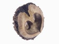 Black walnut, fruit Juglans nigra Royalty Free Stock Photo