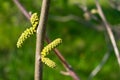 Black walnut (Juglans nigra) buds close up. Walnut blooms, branch with buds on a green background. flower of walnut on the branch