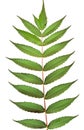 Black walnut leaves