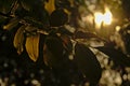 Black walnut tree leafs,backlit by evening sunlight Royalty Free Stock Photo