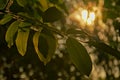 Black walnut tree leafs in evening light Royalty Free Stock Photo