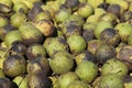 Black Walnuts harvested in autumn