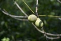 Black walnuts on tree