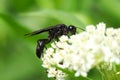 Black wasp