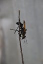 Black Wasp