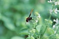 Black wasp with brown wings Royalty Free Stock Photo