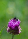Black wasp collecting nectar from a blossoming thistle flower