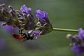 Black wasp feeding on Lavender