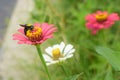 Black wasp on flower sucking flower nectar Royalty Free Stock Photo