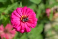 Black wasp on flower sucking flower nectar Royalty Free Stock Photo