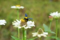 Black wasp on flower sucking flower nectar Royalty Free Stock Photo