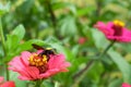 Black wasp on flower sucking flower nectar Royalty Free Stock Photo