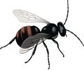 Black wasp