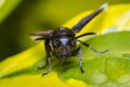 Black wasp perched among the leaves of a tree Royalty Free Stock Photo