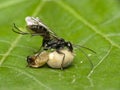 Black wasp with prey Royalty Free Stock Photo
