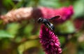 black wasp in search of prey on a flower Royalty Free Stock Photo