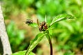 The wasp sits on a flower, close-up Royalty Free Stock Photo