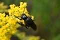 A black wasp on a yellow flower.