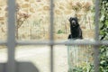 Black watchdog behind a metal fence