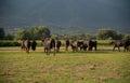 Black bisons pasturing at the meadow Royalty Free Stock Photo