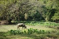 Black water buffaloes in the herd standing and eating plants outdoor in Thailand Royalty Free Stock Photo