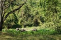 Black water buffaloes in the herd standing and eating plants outdoor in Thailand Royalty Free Stock Photo