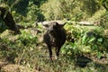 Black water buffaloes in the herd standing and eating plants outdoor in Thailand Royalty Free Stock Photo