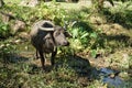 Black water buffaloes in the herd standing and eating plants outdoor in Thailand Royalty Free Stock Photo