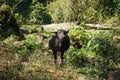 Black water buffaloes in the herd standing and eating plants outdoor in Thailand Royalty Free Stock Photo