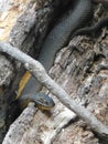 Black water snake on log