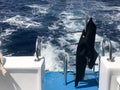 Black waterproof wetsuit for diving, swimming hangs on the cto descend into the blue water, the sea on a fast floating boat, ship, Royalty Free Stock Photo