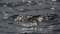 Dark moving  water surface with sparking sun reflections Royalty Free Stock Photo