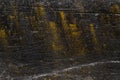 Black wooden texture with yellow fungus Royalty Free Stock Photo