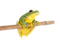 Black-webbed flying tree frog isolated on white Royalty Free Stock Photo