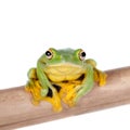 Black-webbed flying tree frog isolated on white