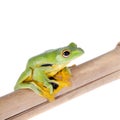 Black-webbed flying tree frog isolated on white Royalty Free Stock Photo