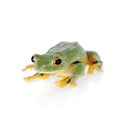 Black-webbed flying tree frog isolated on white