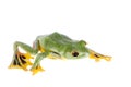 Black-webbed flying tree frog isolated on white Royalty Free Stock Photo