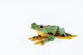 Black-webbed flying tree frog, Rhacophorus kio, on white background