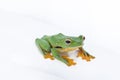 Black-webbed flying tree frog, Rhacophorus kio, on white background