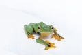 Black-webbed flying tree frog, Rhacophorus kio, on white background Royalty Free Stock Photo