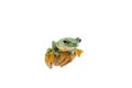 Black-webbed flying tree frog, Rhacophorus kio, on white background