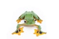 Black-webbed flying tree frog, Rhacophorus kio, on white background