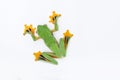 Black-webbed flying tree frog, Rhacophorus kio, on white background Royalty Free Stock Photo