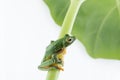 Black-webbed flying tree frog, Rhacophorus kio, on white background