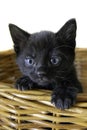 Black 6 week old Kitten in a Basket Royalty Free Stock Photo