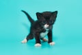 Black 3-week-old kitten with white paws